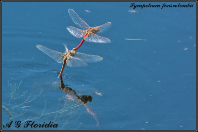 Sympetrum fonscolombii