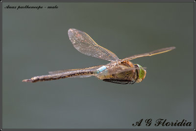 Anax  parthenope male in flight