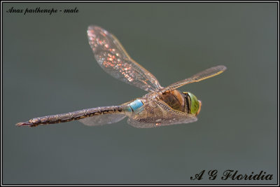 Anax parthenope male in flight