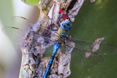 Anax imperator male feeding on C. erythraea male