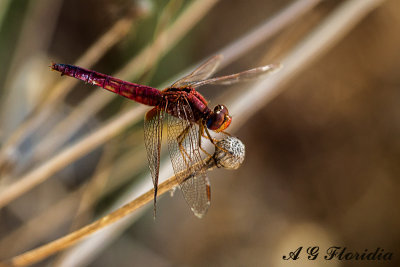 Crocothemis erythraea - andromorph female