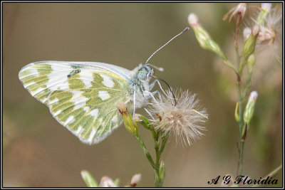 Pieridae