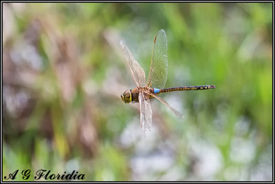 Anax ephippiger