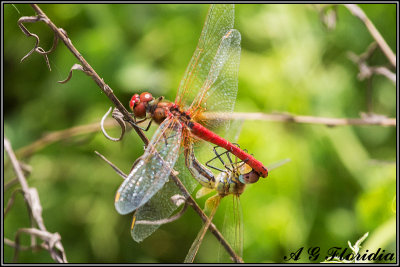 Sympetrum fonscolombii - cupola 