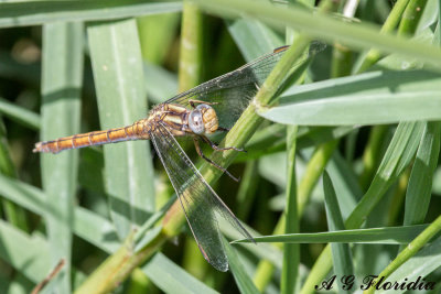 O. coerulescens - female