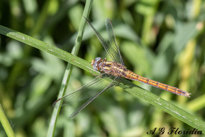 O. coerulescens  - female