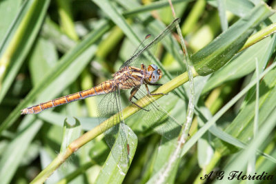 O. coerulescens - female