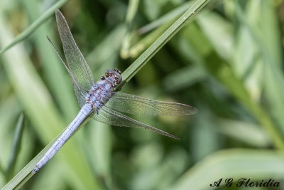 Coerulescens anceps