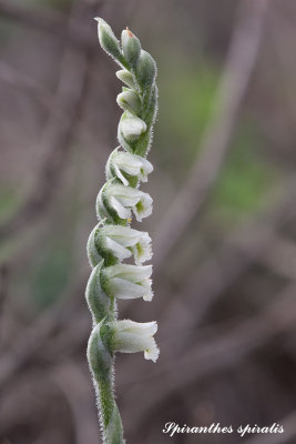 Spiranthes spiralis