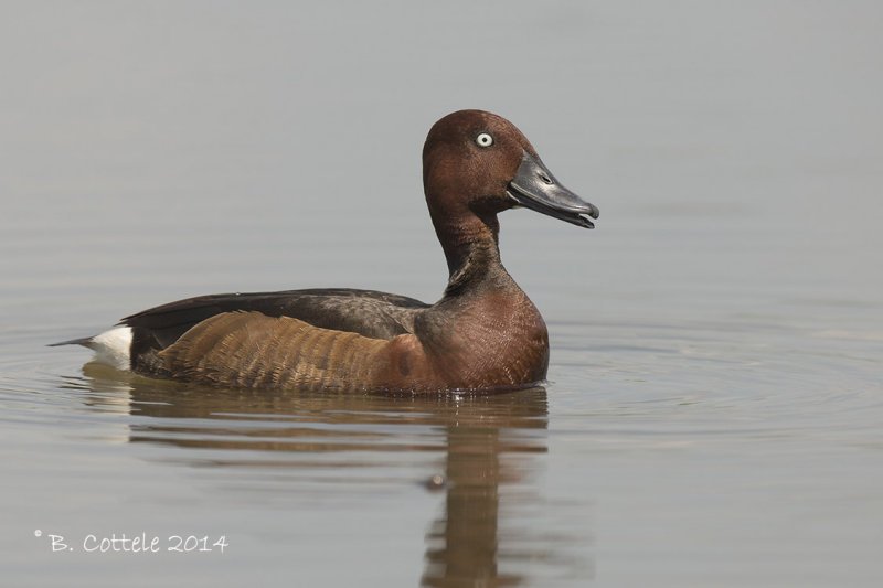 Witoogeend - Ferruginous Duck - Aythya nyroca