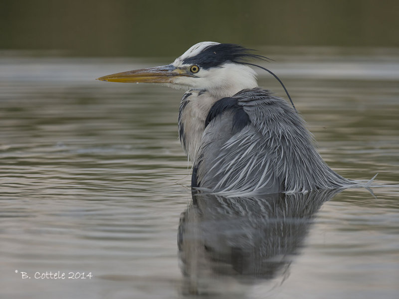 Blauwe Reiger - Grey Heron - Ardea cinerea