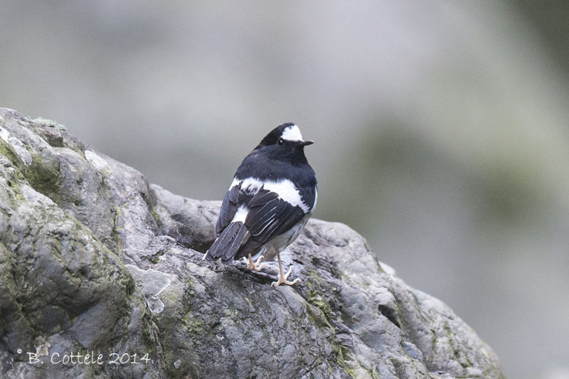 Kleine Vorkstaart - Little Forktail - Enicurus scouleri