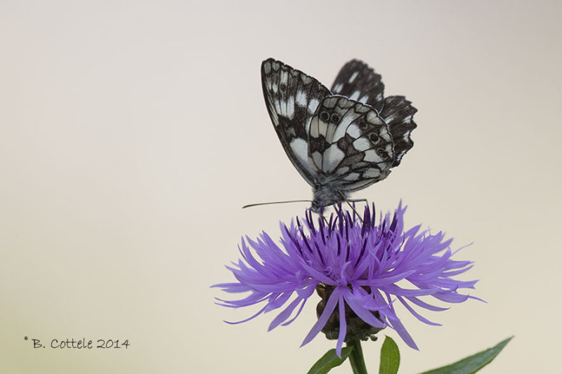 Dambordje - Marbled White - Melanargia galathea