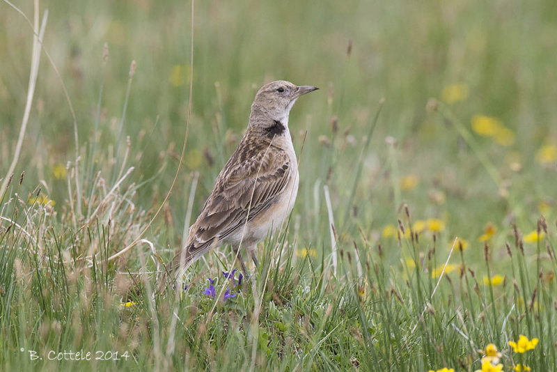 Moerasleeuwerik - Tibetan Lark - Melanocorypha maxima