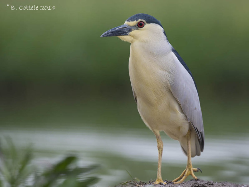 Kwak - Black-crowned Night Heron - Nycticorax nycticorax