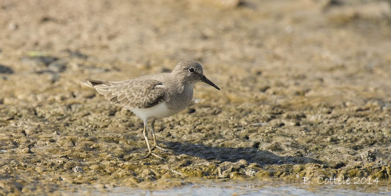 Temmincks Strandloper - Temmincks Stint - Calidris temminckii