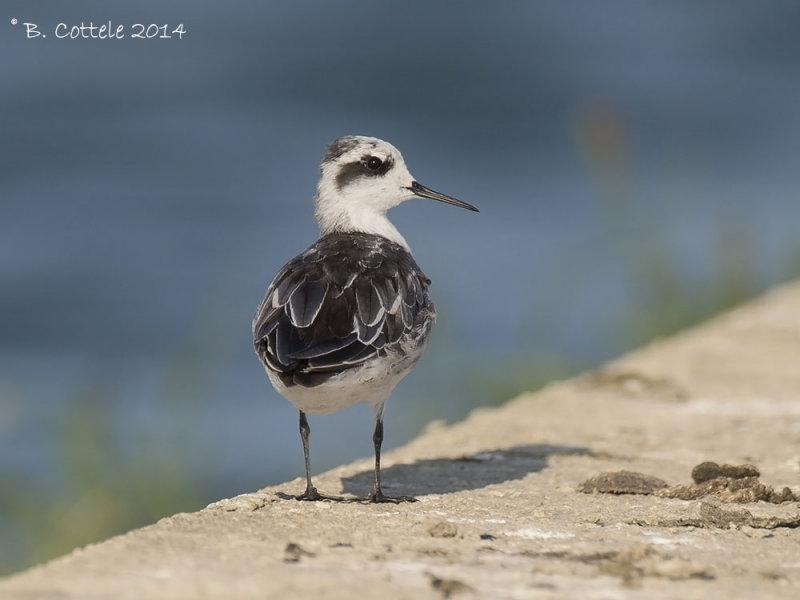 Grauwe Franjepoot - Red-necked Phalarope - Phalaropus lobatus