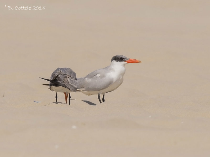 Reuzenstern - Caspian Tern - Hydroprogne caspia