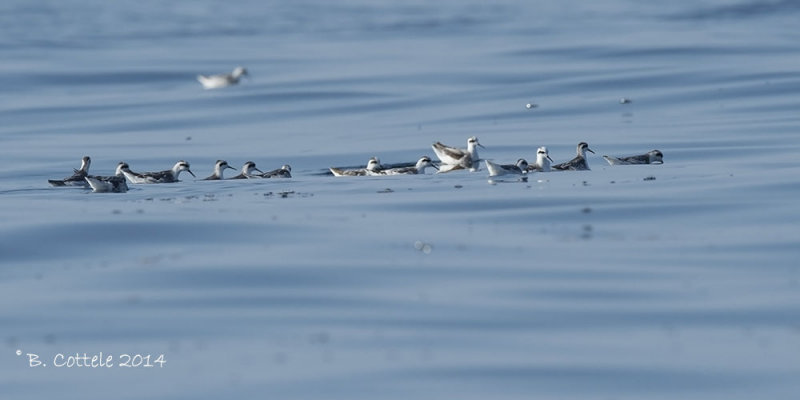 Grauwe Franjepoot - Red-necked Phalarope - Phalaropus lobatus