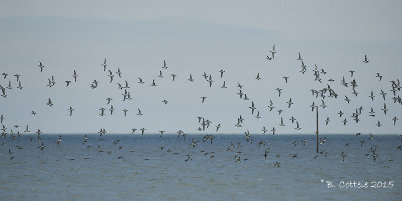 Yelkouanpijlstormvogel - Yelkouan Shearwater - Puffinus yelkouan