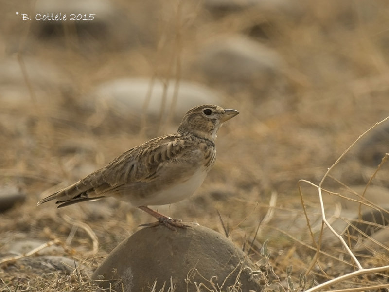 Kalanderleeuwerik - Calandra Lark - Melanocorypha calandra