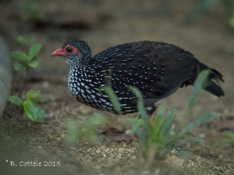 Ceylondwergfazant - Sri Lanka Spurfowl - Galloperdix bicalcarata