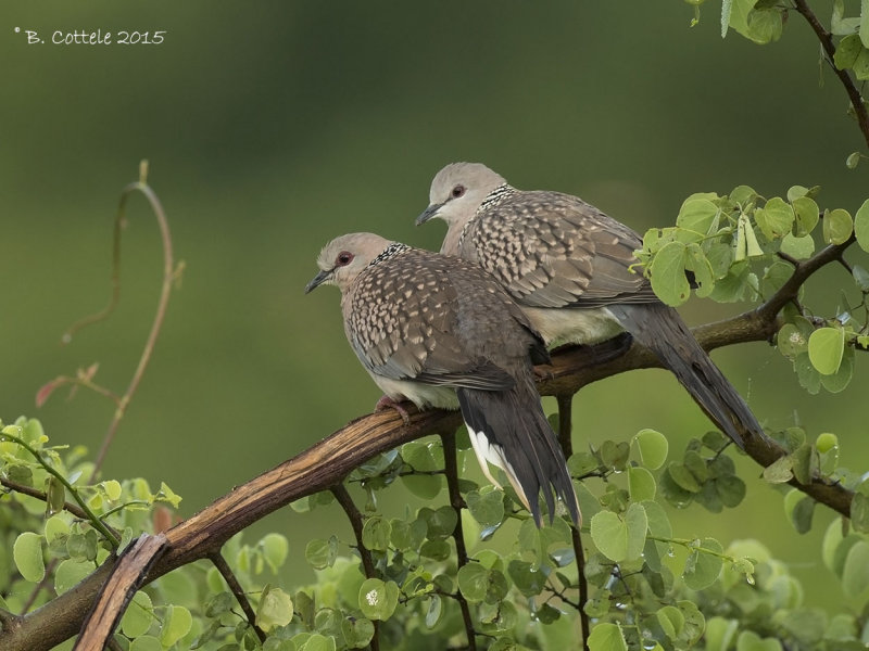 Parelhalstortel - Spotted Dove - Streptopelia chinensis