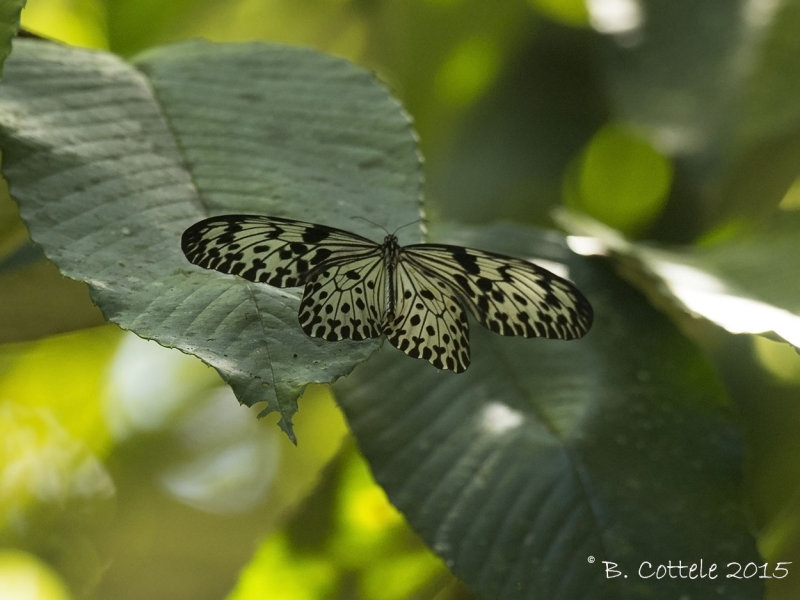 Sri Lanka Tree Nymph - Idea iasonia