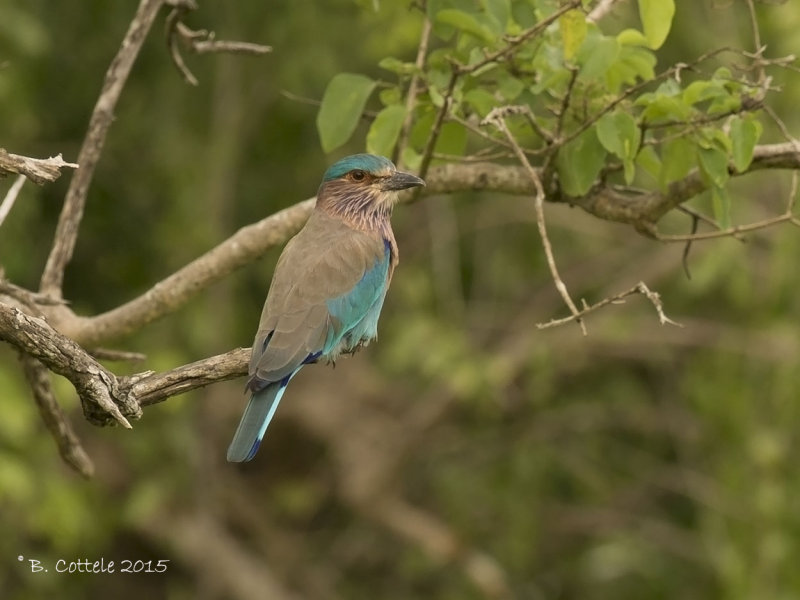 Indische Scharrelaar - Indian Roller - Coracias benghalensis