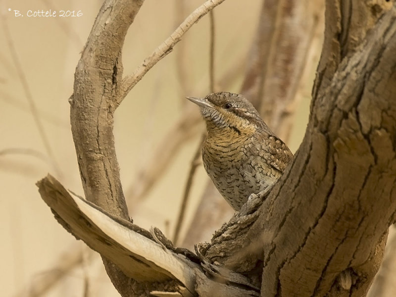 Draaihals - Eurasian Wryneck - Jynx torquilla