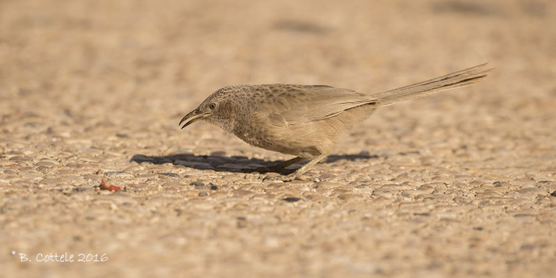 Arabische Babbelaar - Arabian Babbler - Turdoides squamiceps