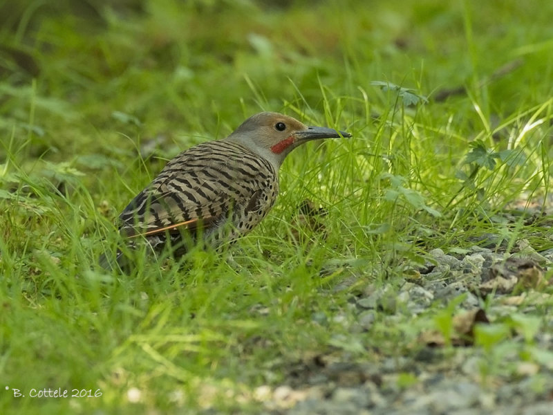 Gouden Grondspecht - Northern Flicker - Colaptes auratus