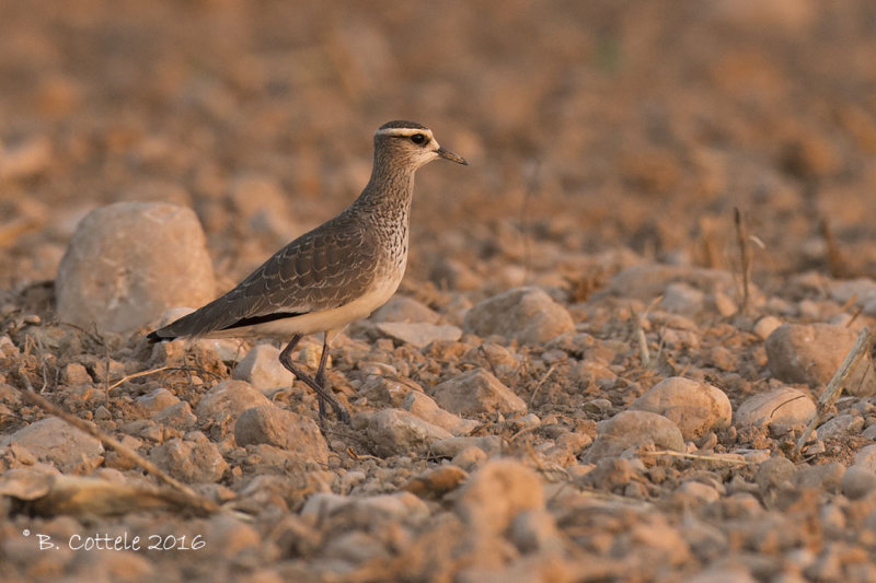 Steppekievit - Sociable Lapwing - Vanellus gregarius