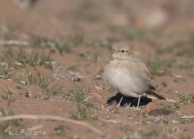 Rosse Woestijnleeuwerik - Bar-tailed Lark