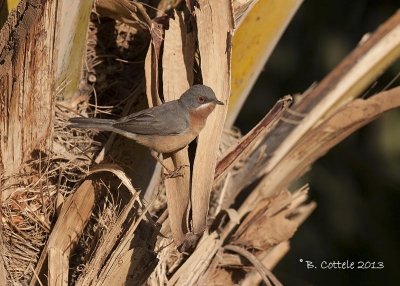 Baardgrasmus - Subalpine Warbler - Sylvia cantillans