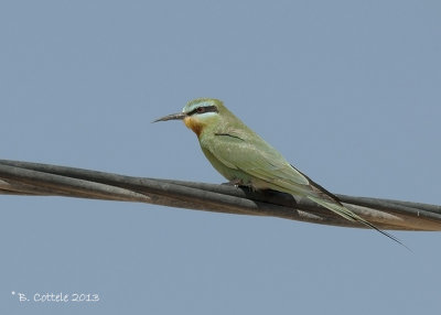 Groene Bijeneter - Blue-cheeked Bee-eater - Merops persicus