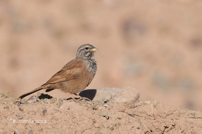 Huisgors - House Bunting