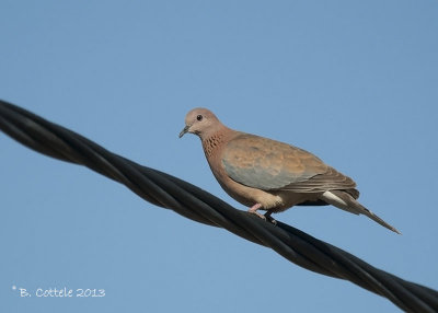Palmtortel - Laughing Dove - Streptopelia senegalensis