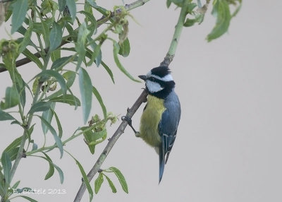 Maghrebpimpelmees - African Blue Tit - Parus teneriffae ultramarinus