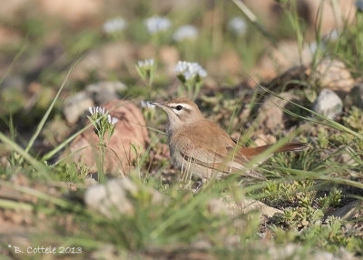 Rosse Waaierstaart - Rufous-tailed Scrub Robin - Cercotrichas galactotes