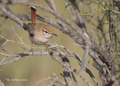 Rosse Waaierstaart - Rufous-tailed Scrub Robin - Cercotrichas galactotes