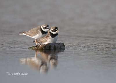 Bontbekplevier - Common Ringed Plover- Charadrius hiaticula