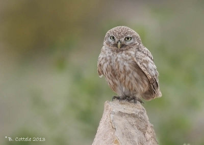 Woestijnsteenuil - Northern Little Owl - Athene noctua lilith