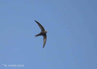 Gierzwaluw - Common Swift - Apus apus