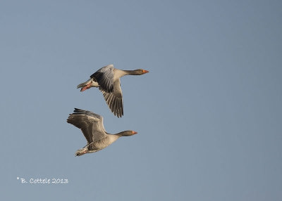 Grauwe Gans - Greylag Goose - Anser anser