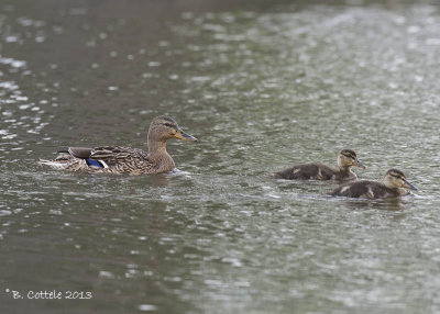 Wilde Eend - Mallard - Anas platyrhynchos