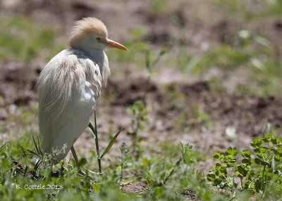 Koereiger - Cattle Egret - Bubulcus ibis