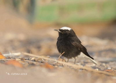 Witkruintapuit - White-crowned Wheatear