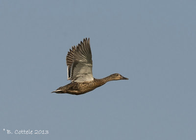 Wilde Eend - Mallard - Anas platyrhynchos