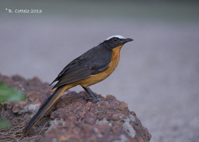 Schubkaplawaaimaker - White-crowned Robin Chat - Cossypha albicapilla